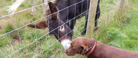 Lulu & Cookie - Fishers Mobile Farm